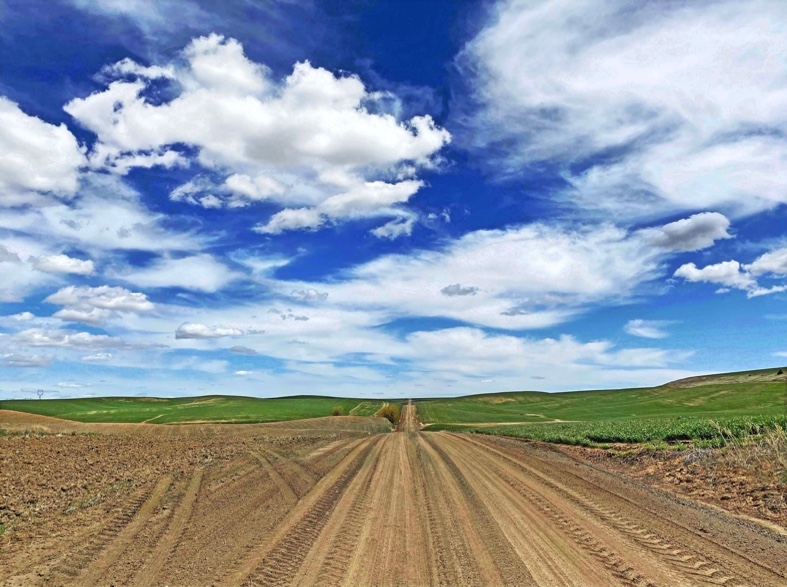 Waterville Plateau, Waterville WA, Waterville Wash., Waterville Plateau wheat field, iPhoneography, Jeff King Photography, iPhone 11