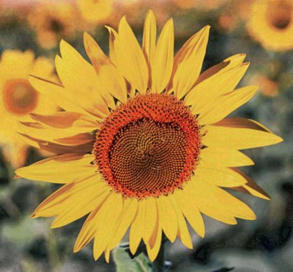 Waterville Plateau, Waterville Wash., Waterville WA, Sunflower, Mamiya 645 Pro, Fuji Provia 100F, Jeff King Photography